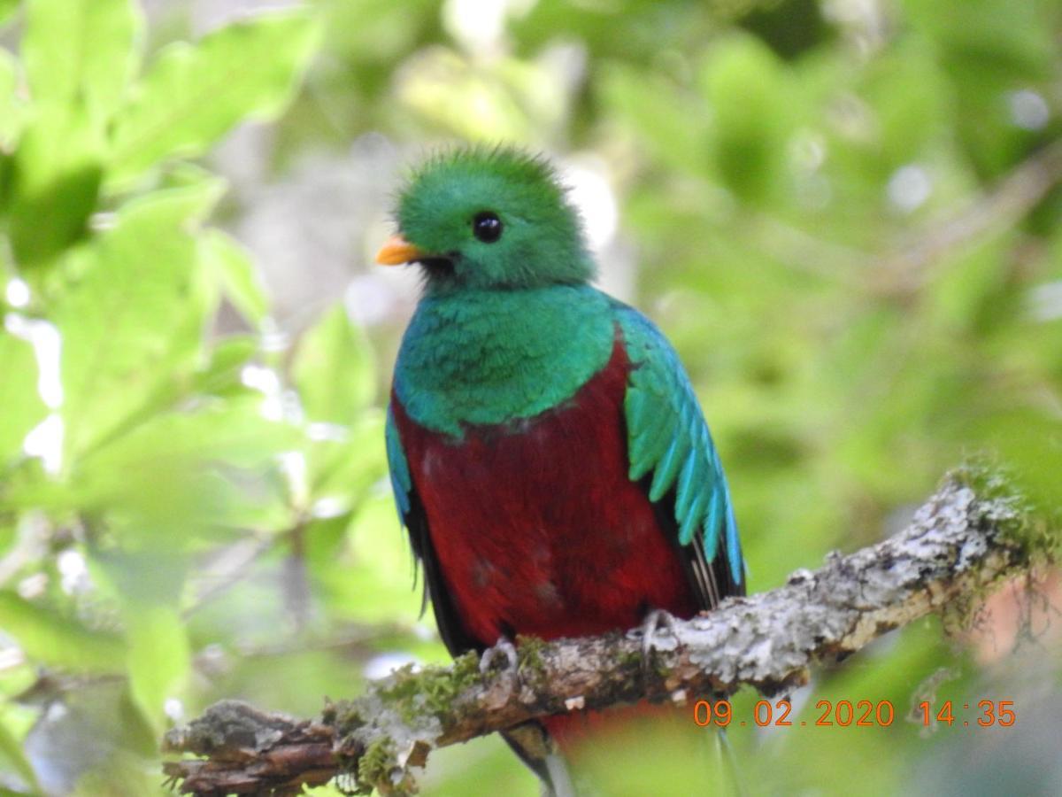 Miriam'S Quetzals Lodge San Gerardo de Dota Εξωτερικό φωτογραφία