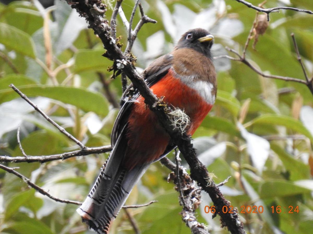 Miriam'S Quetzals Lodge San Gerardo de Dota Εξωτερικό φωτογραφία