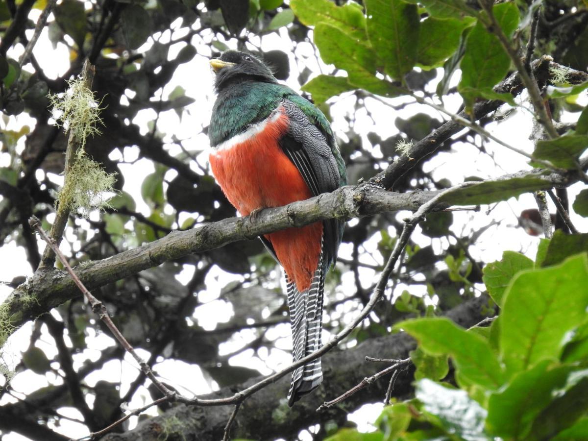 Miriam'S Quetzals Lodge San Gerardo de Dota Εξωτερικό φωτογραφία