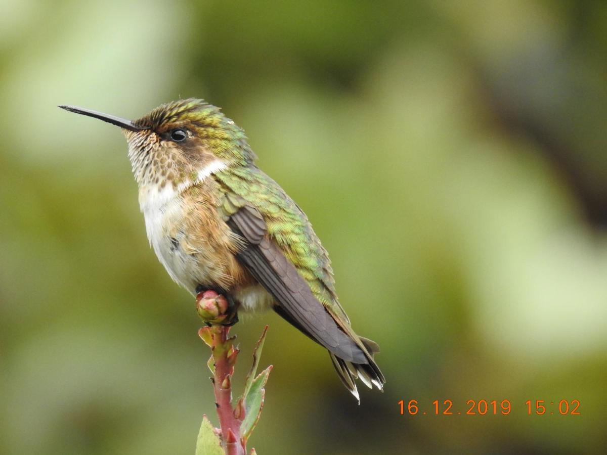 Miriam'S Quetzals Lodge San Gerardo de Dota Εξωτερικό φωτογραφία
