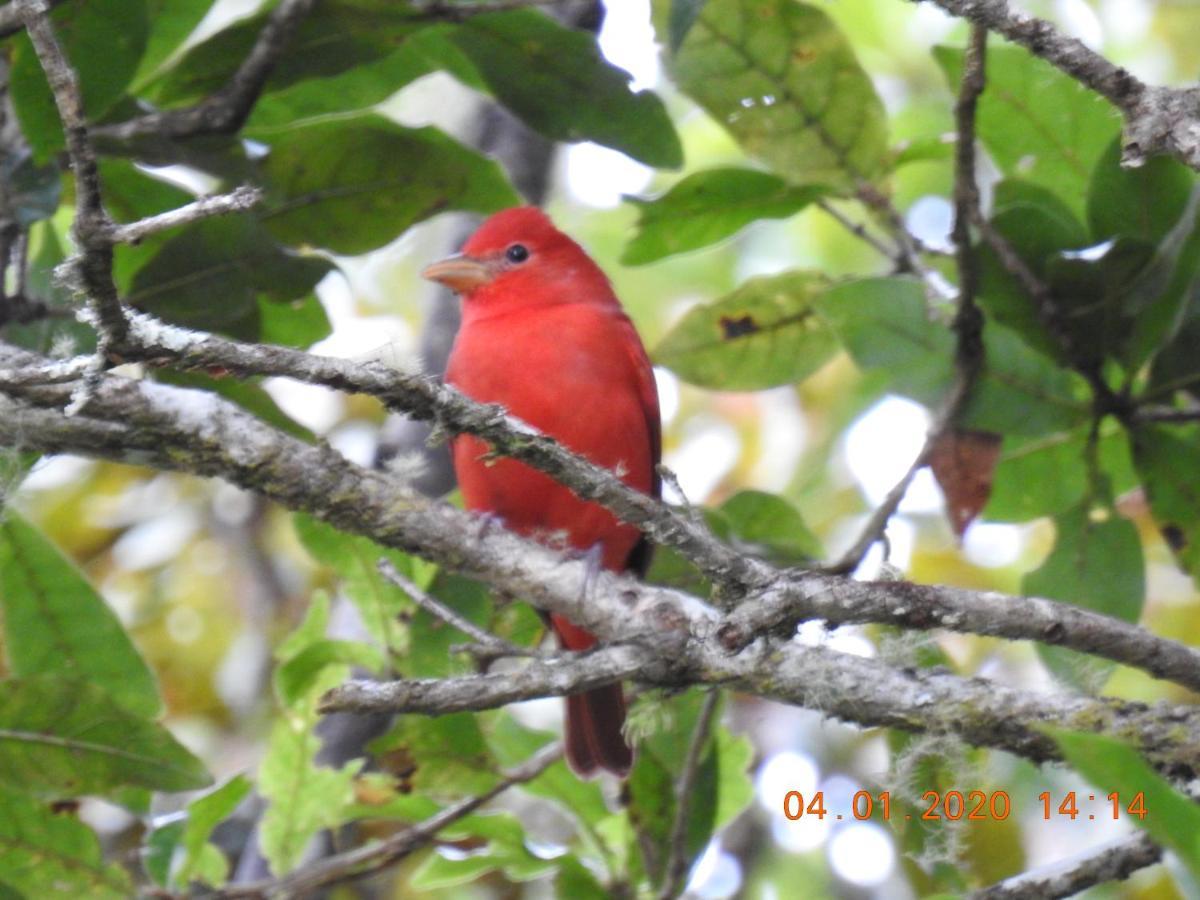 Miriam'S Quetzals Lodge San Gerardo de Dota Εξωτερικό φωτογραφία