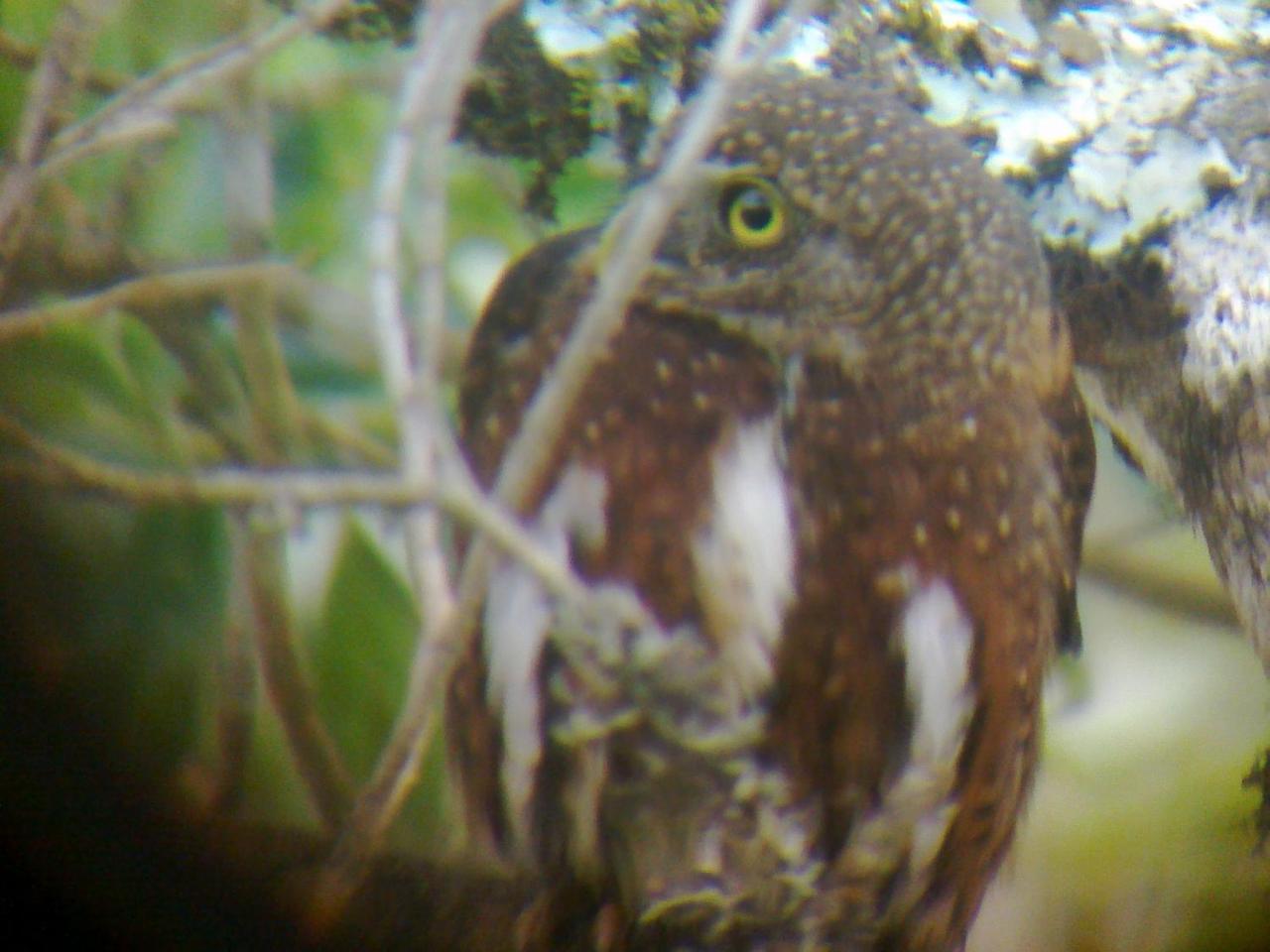 Miriam'S Quetzals Lodge San Gerardo de Dota Εξωτερικό φωτογραφία