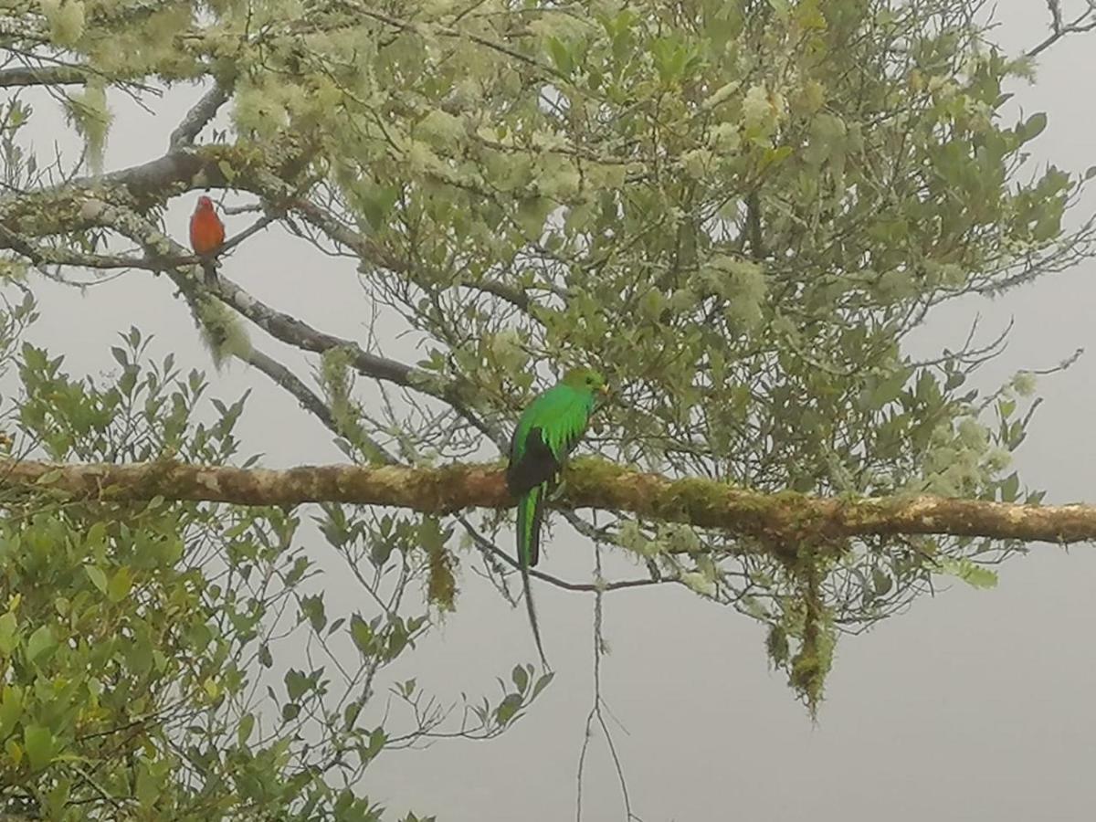 Miriam'S Quetzals Lodge San Gerardo de Dota Εξωτερικό φωτογραφία